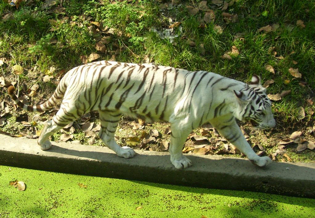 Alipore Zoological Garden, No 2, Alipore Road, Alipore, Kolkata, West  Bengal, 700027